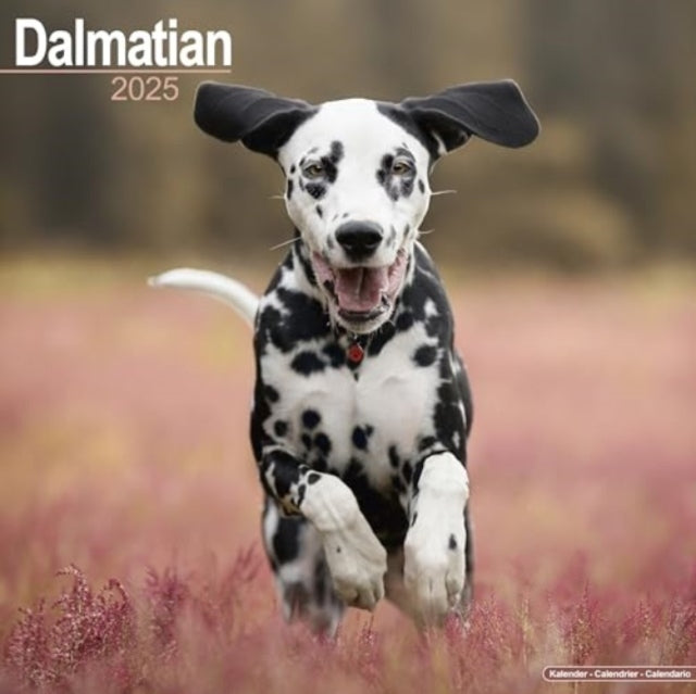 Dalmatian Calendar 2025 Square Dog Breed Wall Calendar - 16