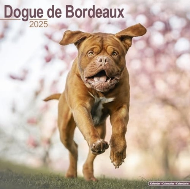 Dogue De Bordeaux Calendar 2025 Square Dog Breed Wall Calend