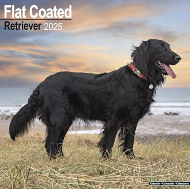 Flatcoated Retriever Calendar 2025 Square Dog Breed Wall Cal