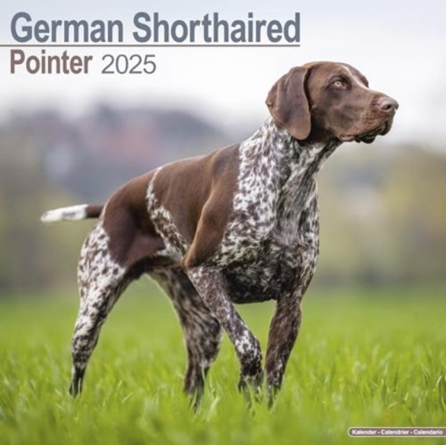 German Shorthair Pointer Calendar 2025 Square Dog Breed Wall