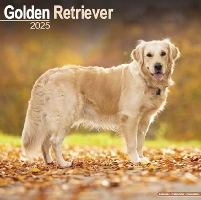 Golden Retriever Calendar 2025 Square Dog Breed Wall Calenda