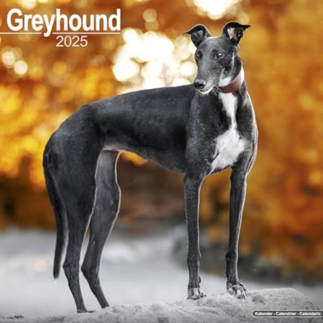 Greyhound Calendar 2025 Square Dog Breed Wall Calendar - 16
