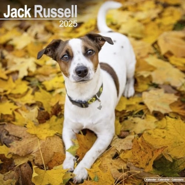 Jack Russell Calendar 2025 Square Dog Breed Wall Calendar -