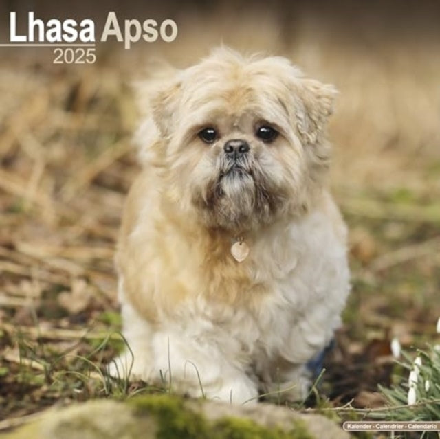 Lhasa Apso Calendar 2025 Square Dog Breed Wall Calendar - 16