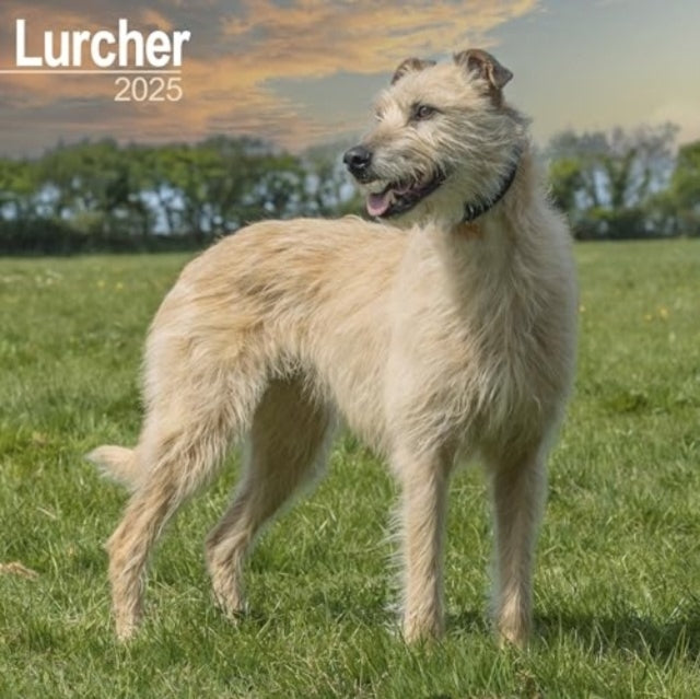 Lurcher Calendar 2025 Square Dog Breed Wall Calendar - 16 Mo