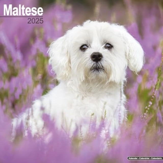 Maltese Calendar 2025 Square Dog Breed Wall Calendar - 16 Mo