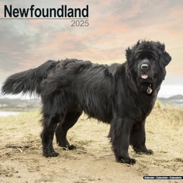 Newfoundland Calendar 2025 Square Dog Breed Wall Calendar -