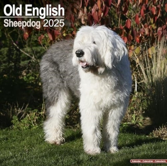 Old English Sheepdog Calendar 2025 Square Dog Breed Wall Cal