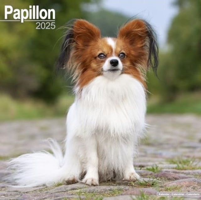 Papillon Calendar 2025 Square Dog Breed Wall Calendar - 16 M