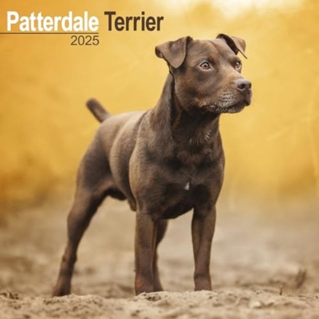 Patterdale Terrier Calendar 2025 Square Dog Breed Wall Calen