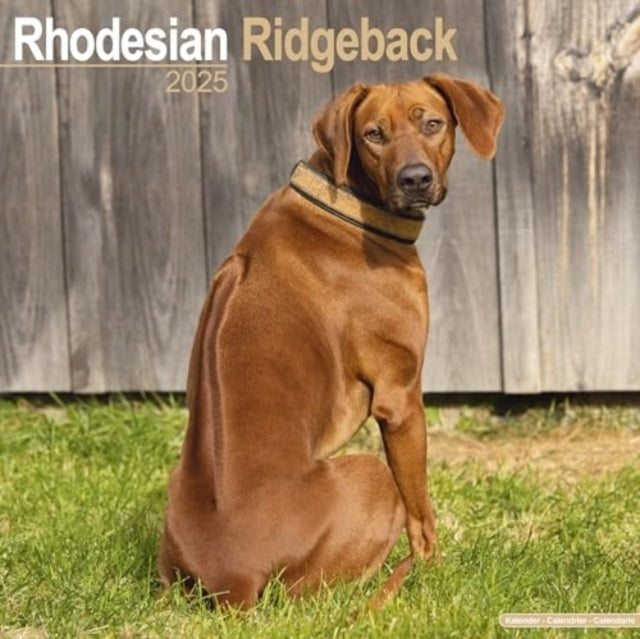 Rhodesian Ridgeback Calendar 2025 Square Dog Breed Wall Cale
