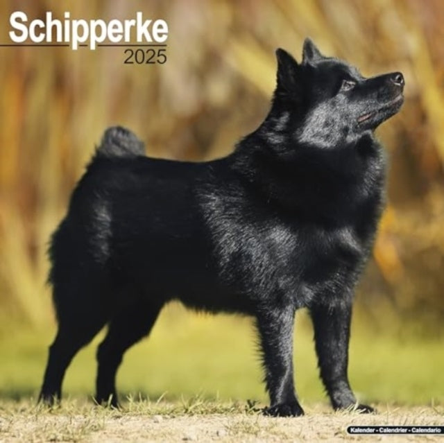 Schipperke Calendar 2025 Square Dog Breed Wall Calendar - 16