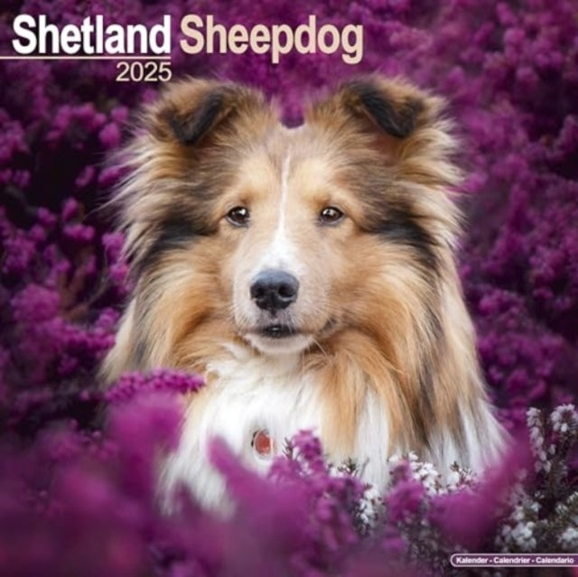 Shetland Sheepdog Calendar 2025 Square Dog Breed Wall Calend