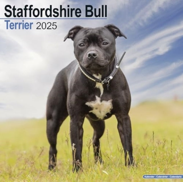 Staffordshire Bull Terrier Calendar 2025 Square Dog Breed Wa