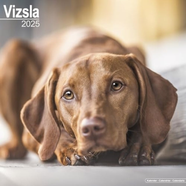 Vizsla Calendar 2025 Square Dog Breed Wall Calendar - 16 Mon
