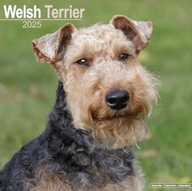 Welsh Terrier Calendar 2025 Square Dog Breed Wall Calendar -