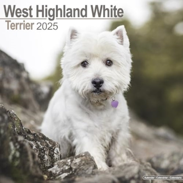 West Highland White Terrier Calendar 2025 Square Dog Breed W