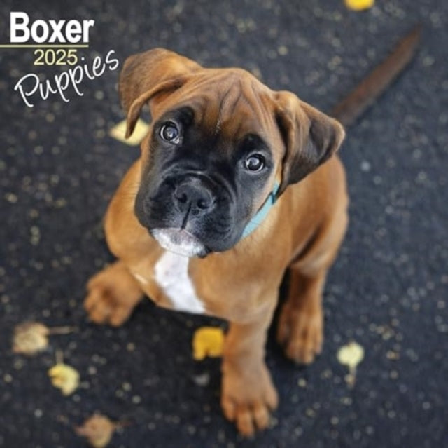 Boxer Puppies Calendar 2025 Square Dog Puppy Breed Wall Cale