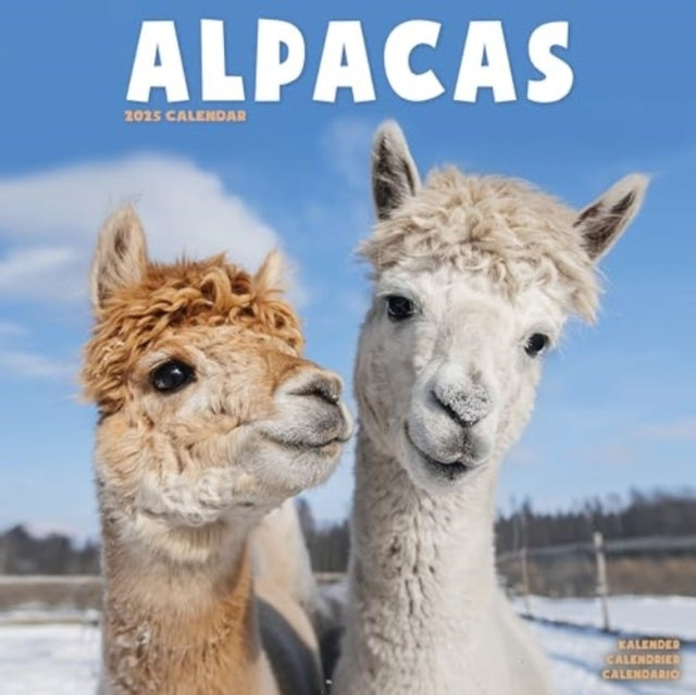 Alpacas Calendar 2025 Square Animal Wall Calendar - 16 Month