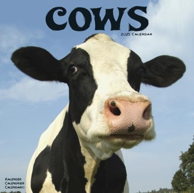 Cows Calendar 2025 Square Farm Animal Wall Calendar - 16 Mon