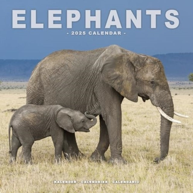 Elephants Calendar 2025 Square Wildlife Safari Wall Calendar