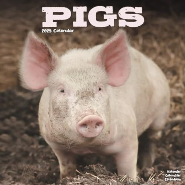Pigs Calendar 2025 Square Farm Animal Wall Calendar - 16 Mon