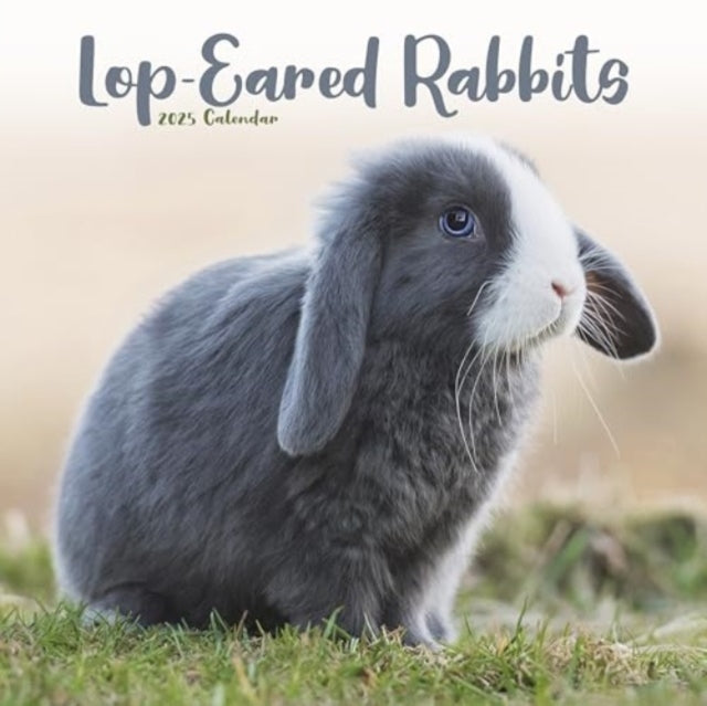 Rabbits - Lop Eared Calendar 2025 Square Animal Wall Calenda
