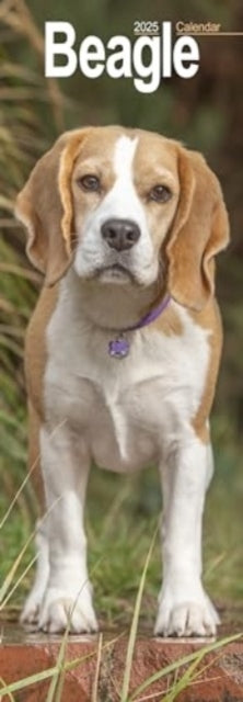 Beagle Slim 2025 Wall Calendar Dog Breed Slimline Calendar -