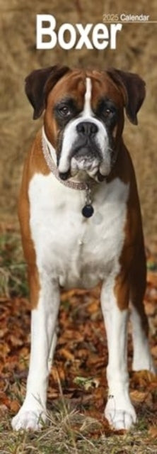 Boxer Slim Calendar 2025 Dog Breed Slimline Calendar - 12 Mo