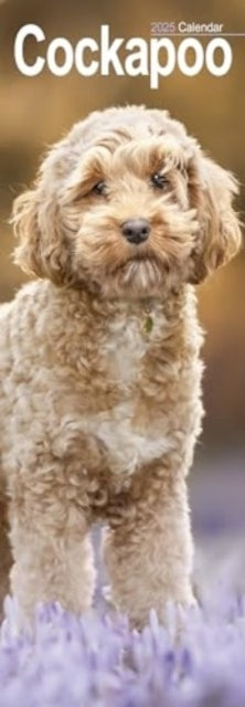 Cockapoo Slim Calendar 2025 Dog Breed Slimline Calendar - 12