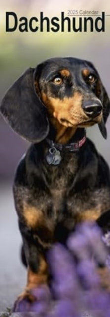 Dachshund Slim Calendar 2025 Dog Breed Slimline Calendar - 1