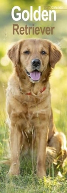 Golden Retriever Slim Calendar 2025 Dog Breed Slimline Calen