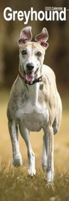 Greyhound Slim Calendar 2025 Dog Breed Slimline Calendar - 1
