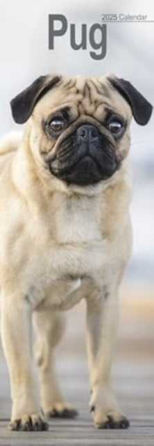 Pug Slim Calendar 2025 Dog Breed Slimline Calendar - 12 Mont