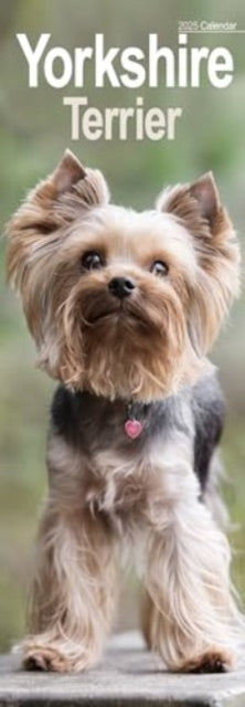 Yorkshire Terrier Slim Calendar 2025 Dog Breed Slimline Cale