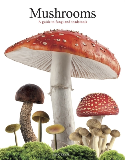 Mushroomsa Guide To Fungi and Toadstools