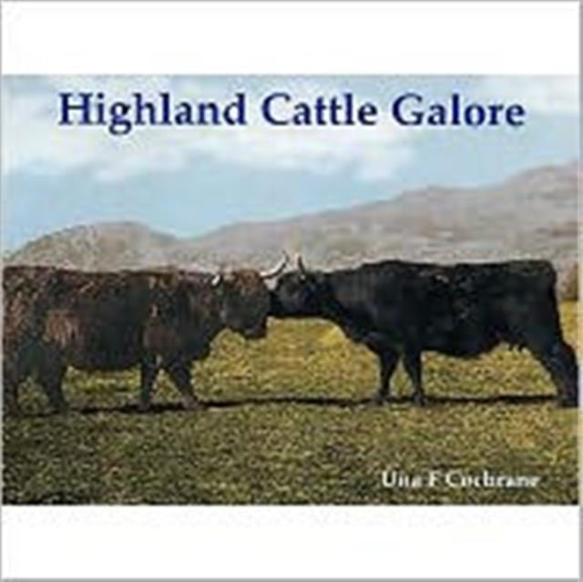Highland cattle galore