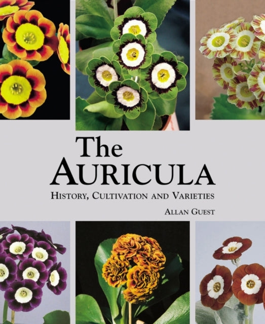 Auricula History Cultivation and Varieties