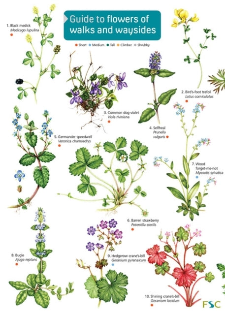 Guide To Flowers of Walks and Waysides