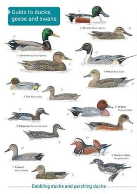 Ducks Geese and Swans