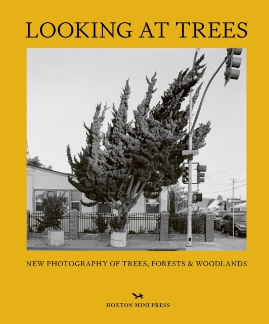 Looking At Treesnew Photography of Trees Forests & Woodland