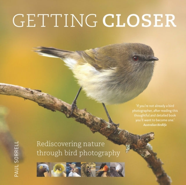 Getting Closerrediscovering Nature Through Bird Photography