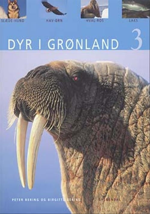 Dyr i Grønland 3
