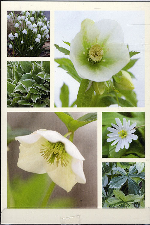 Blomsterkort - juleroser og påskeklokker