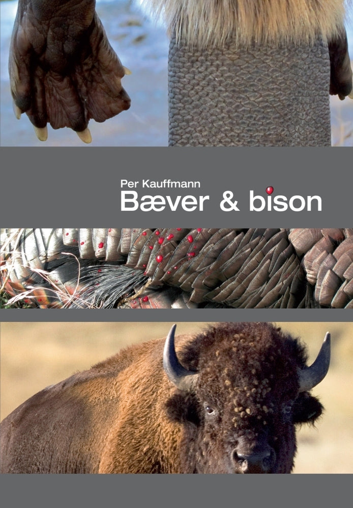 Bæver& bison