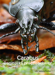 Carabus