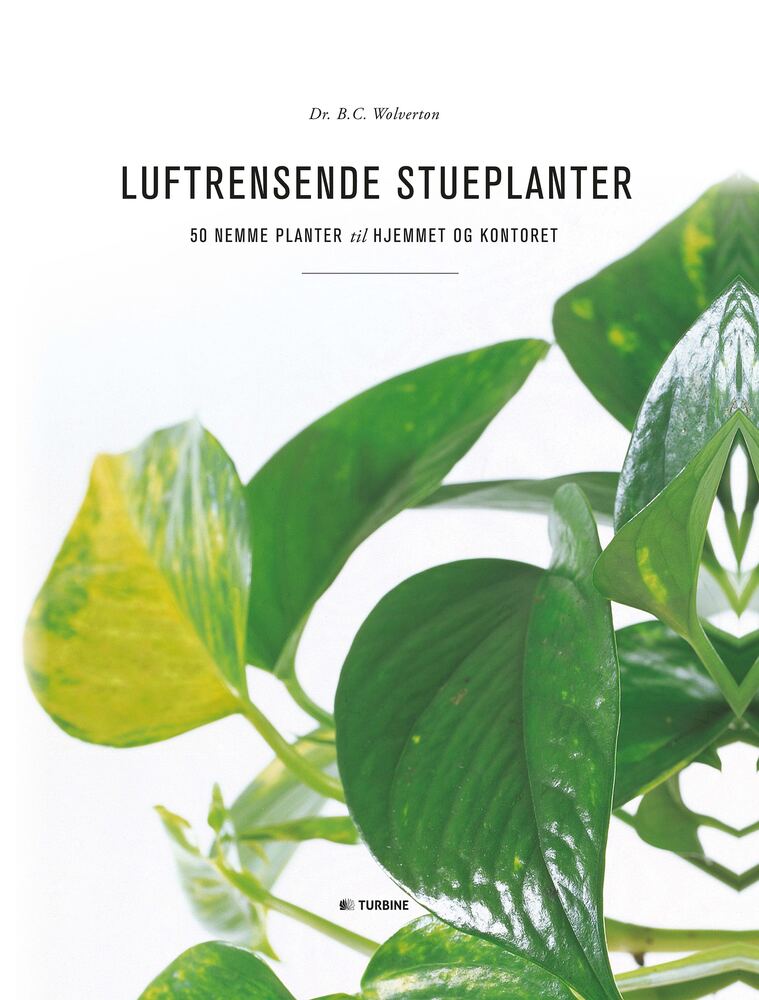 Luftrensende stueplanter