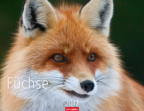 Füchse - Foxes 2017