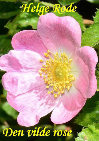 Den vilde rose