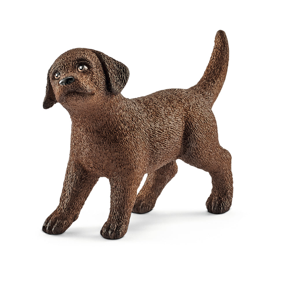 Labrador hvalp